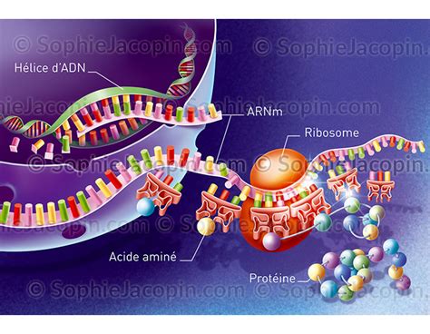 Traduction Arnm Illustration Medicale Sophie Jacopin