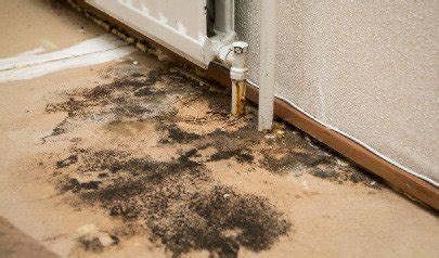 Can Common Household Products Kill Mold AdvantaClean