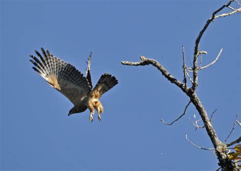 Mountain Hawk Eagle (3) | Marie-France Grenouillet – Wildlife Photographer