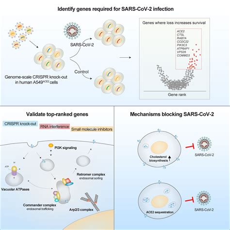 Crispr Cas Screening