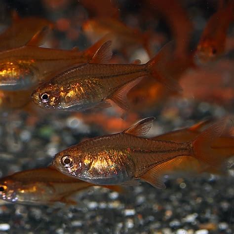 Ember Tetra Species Care Breeding Size And Tankmates Atelier Yuwaciaojp