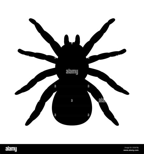 Silhouette d araignée Tarantula Illustration vectorielle isolée sur