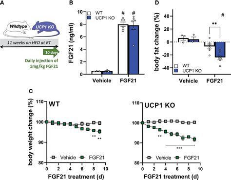 Frontiers Obesity Resistance Of UCP1 Deficient Mice Associates With