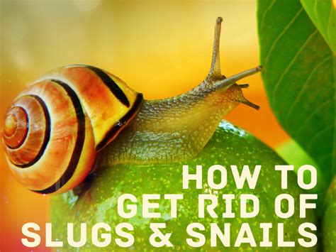 How To Keep Snails And Slugs Out Of Garden Fasci Garden