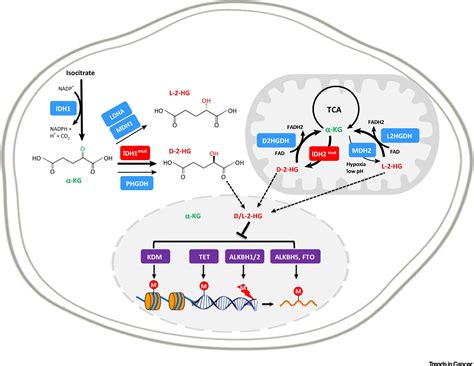 Isocitrate Dehydrogenase Cancer