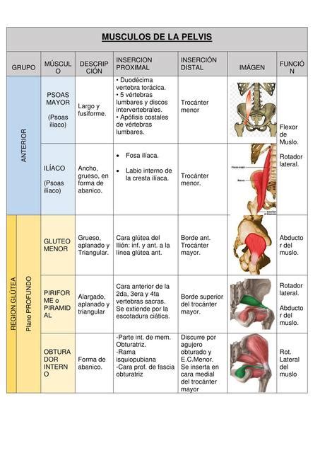 Pelvis UDocz