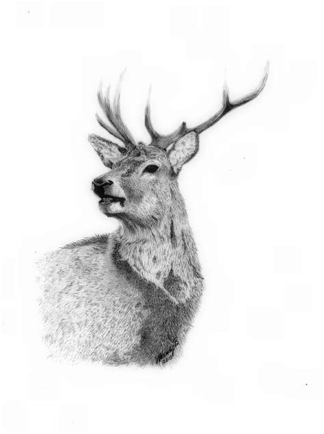 Stag Drawing at PaintingValley.com | Explore collection of Stag Drawing