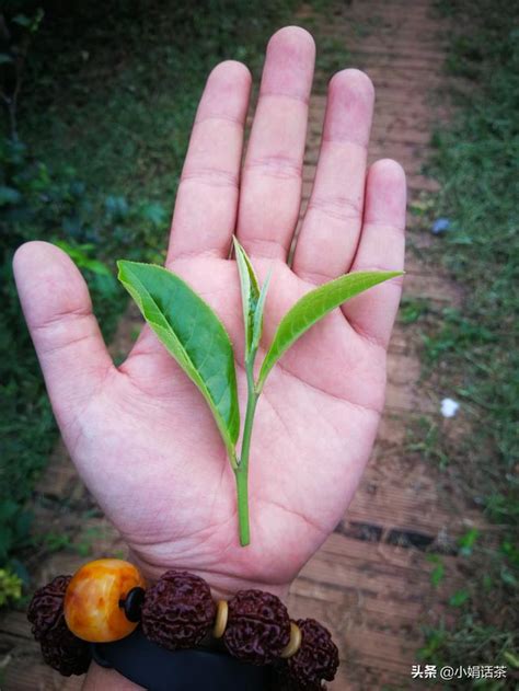 警惕普洱茶騙局：大葉種就是好茶？ 每日頭條