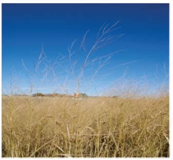 Seed Production — Switchgrass