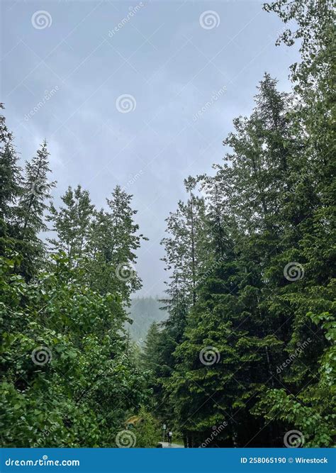 Vertical View of Fir Tree Forest Against a Cloudy Sky in Alaska Stock