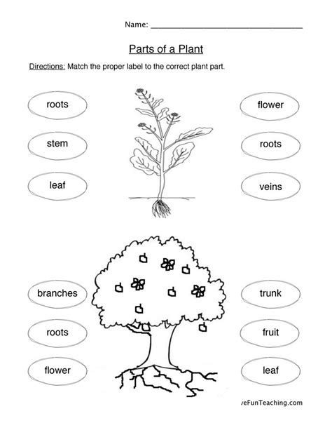 Plant Worksheet For First Grade