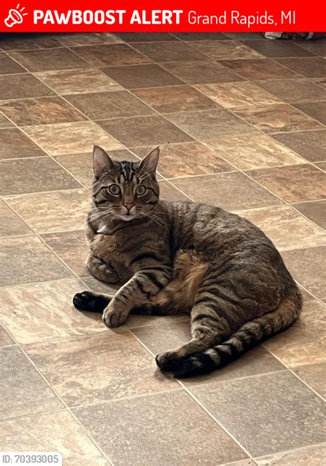 Grand Rapids Mi Lost Male Cat Benny Is Missing Pawboost