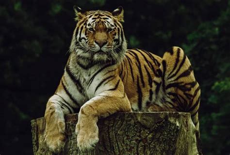 Habitat Harimau Malaya Di Malaysia Harimaumalayagaleri