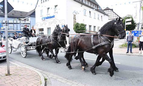 Gebisse im Pferdemaul Varianten und Einsatzzwecke HÖNNE ZEITUNG