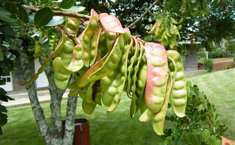 Камедь тары оптовыми партиями по низким ценам в компании Пищевые ...