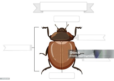 Anatomi Eksternal Lembar Kerja Kumbang Ilustrasi Stok Unduh Gambar