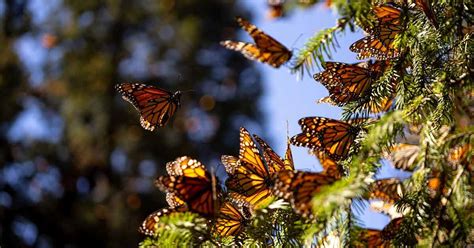 Peligra Reserva De La Biosfera Mariposa Monarca Por Descortezador Del