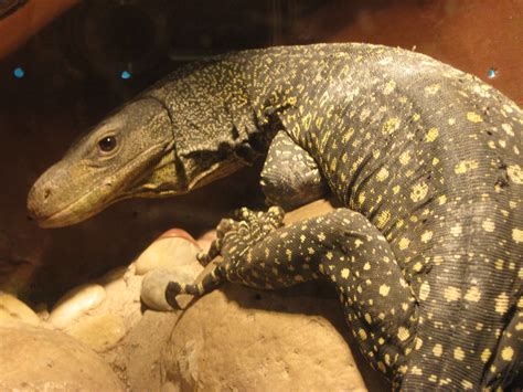 Crocodile Monitor Varanus Salvadorii Zoochat