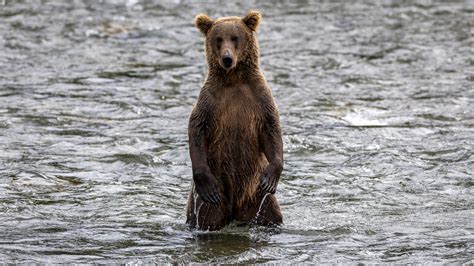 Bears Are Having a Moment - The New York Times