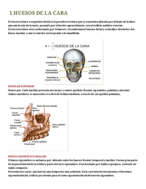 Anatomía Huesos de la Cara Lisbeth Tapia C uDocz