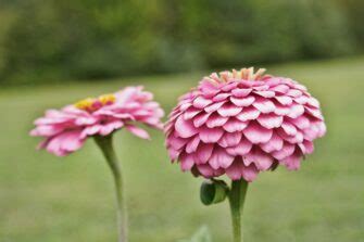 5 Fascinating California Giant Zinnia Facts - Minneopa Orchards