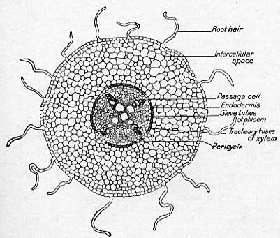 Plant Root Diagram Labeled