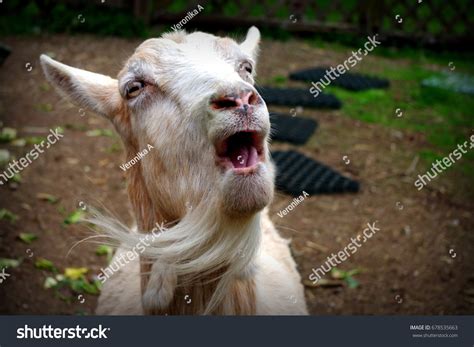 Singing Goat Stock Photo 678535663 | Shutterstock