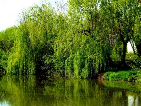 Fotos gratis paisaje árbol agua naturaleza bosque césped