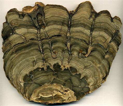 Stromatolites | Rocks and fossils, Rocks and minerals, Geology