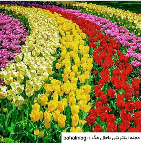 عکس گلهای زیبای رنگارنگ ️ [ بهترین تصاویر ]