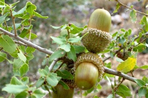 What Is The Biggest Acorn In The World Quora