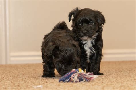 My Doodle Maltipoos Maltipoo Breeder In West Valley City Utah