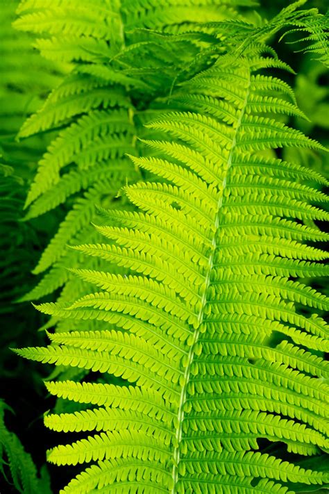 Sun Loving Ferns Sun Loving Plants | Guan Lee Heng Landscaping Pte Ltd