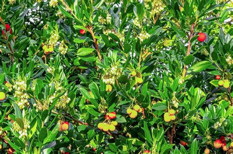 Seeds Irish Strawberry Tree Arbutus Unedo Seeds Etsy