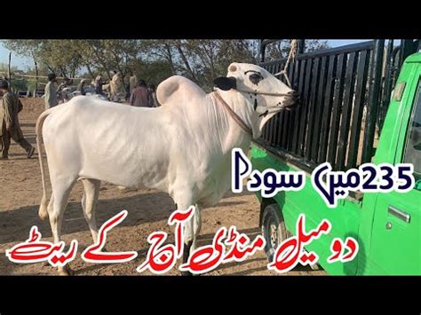 Today Domail Mandi 2024 Latest Update Ll Part 1 Ll Dhani Bulls Ll Jamil