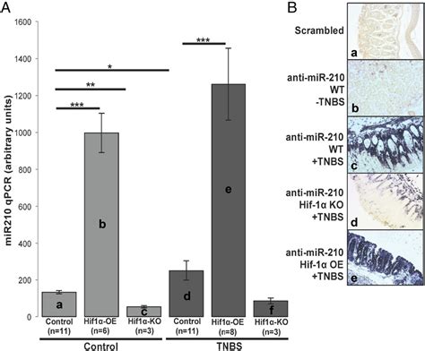 Figure 3 From Neurotensin Promotes The Development Of Colitis And Intestinal Angiogenesis Via