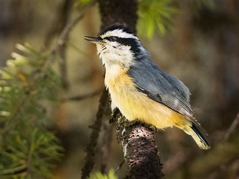 Red-breasted Nuthatch - Owen Deutsch Photography