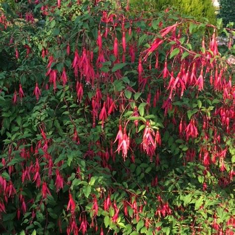 Fuchsia Bellenplant Leen Konijn B V