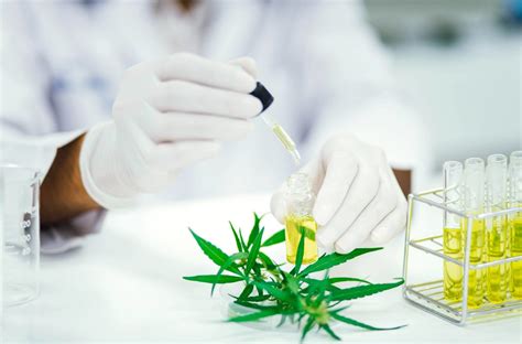 novas aprovações ANVISA libera 18 produtos à base de Cannabis