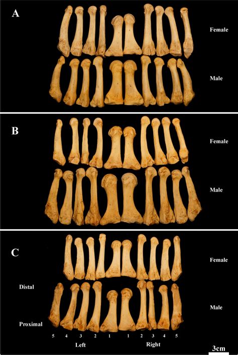 A Plate Of The Metatarsal Bones Showing Sex And Side Classification For Download Scientific