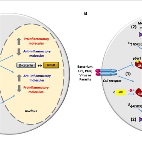 Gsk3b Activity During Modulation Of The Inflammatory Response Induced