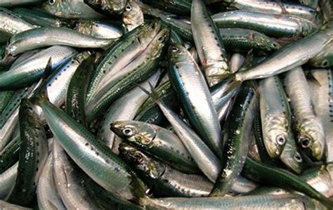 Pacific Sardine Sustainable Seafood Sardines Survival Food