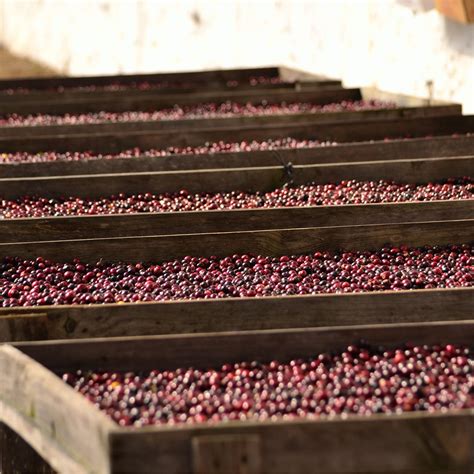 Finca La Maravilla Coffee Farm | 88 Graines Green Been Coffee importer