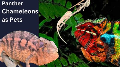 Panther Chameleons As Pets Chameleon Academy