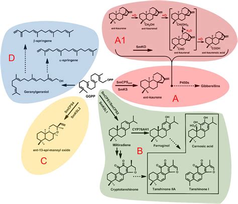 Four Different Diterpenoid Biosynthetic Pathways In S Miltiorrhiza