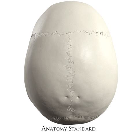 Anatomy Standard - Drawing Calvaria viewed from above - no labels ...