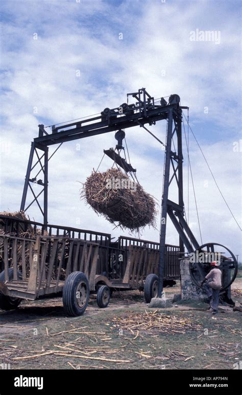 Overhead Crane Loading Sugarcane Into Wagons Barahona Dominican