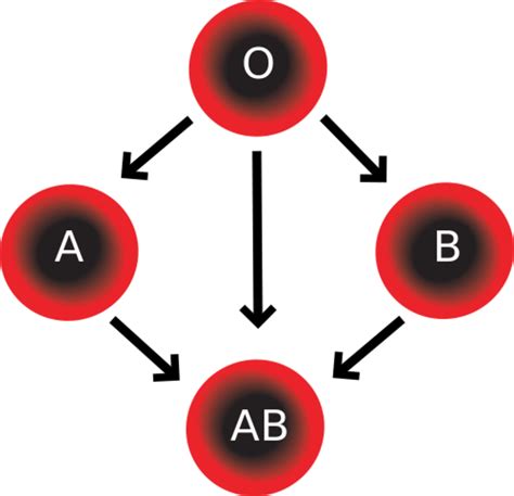 Rhesus (Rh) Factor Easily Explained | HubPages