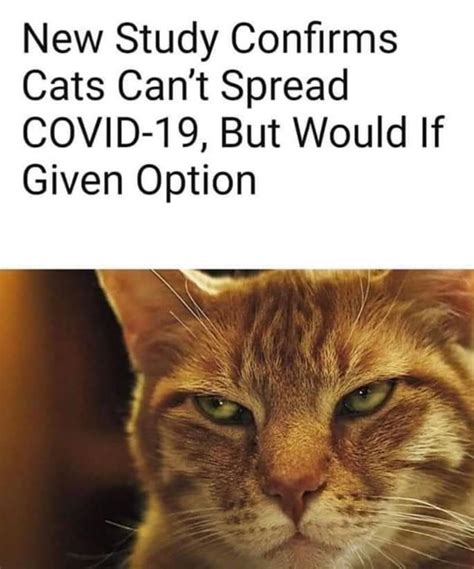 New study confirms cats can't spread COVID-19, but... : r/CoronavirusMemes