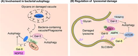 Roles Of Galectins In Autophagy A Gal Promotes Antibacterial